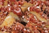 Sparkling, Ruby Red Vanadinite Crystals on Barite - Morocco #223660-1